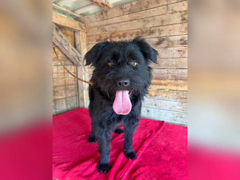Bogi, Schnauzer-Mix, Hündin, geb. am 01.12.2023, 50 cm, 18,5 kg