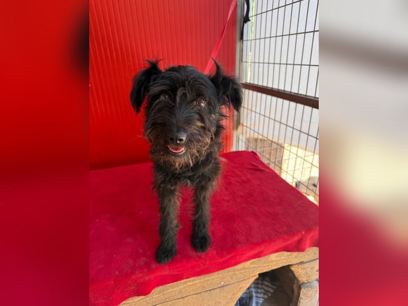 Candy, Schnauzer-Mix, Hündin, geb. am 20.07.2024, 36 cm, 10 kg