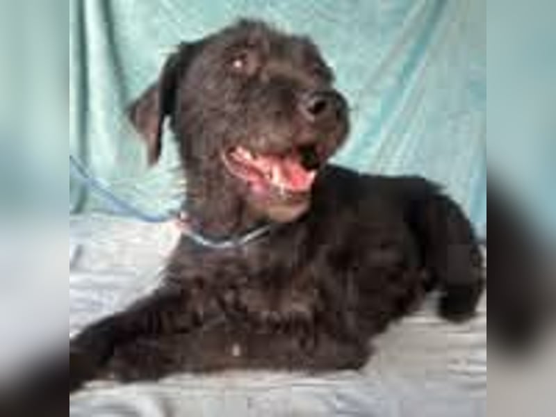 Peggy, Schnauzer-Mix, Hündin, geb. 04.12.2016, ca. 45 cm, ca. 20 kg