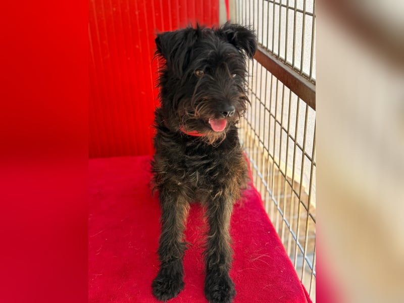 Candy, Schnauzer-Mix, Hündin, geb. am 20.07.2024, 36 cm, 10 kg