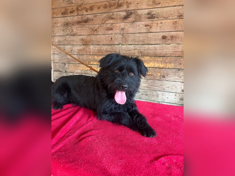Bogi, Schnauzer-Mix, Hündin, geb. am 01.12.2023, 50 cm, 18,5 kg