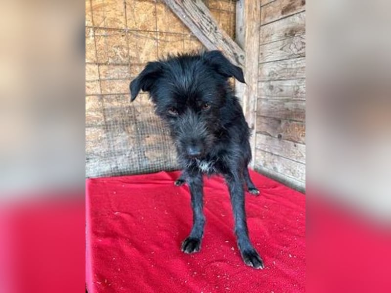 Luna, Schnauzer-Mix, Hündin, geb. 09.04.2024, ca. 40 cm, 8,6 kg