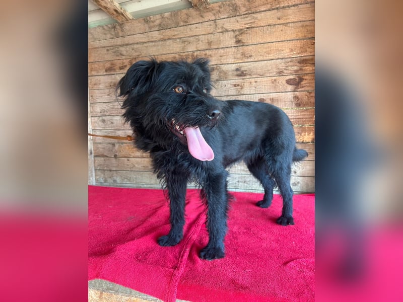 Bogi, Schnauzer-Mix, Hündin, geb. am 01.12.2023, 50 cm, 18,5 kg