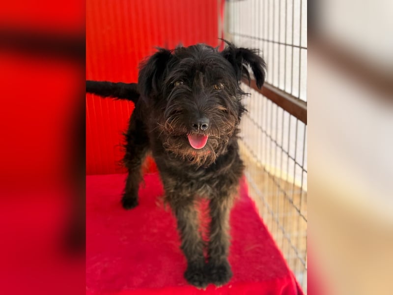 Candy, Schnauzer-Mix, Hündin, geb. am 20.07.2024, 36 cm, 10 kg