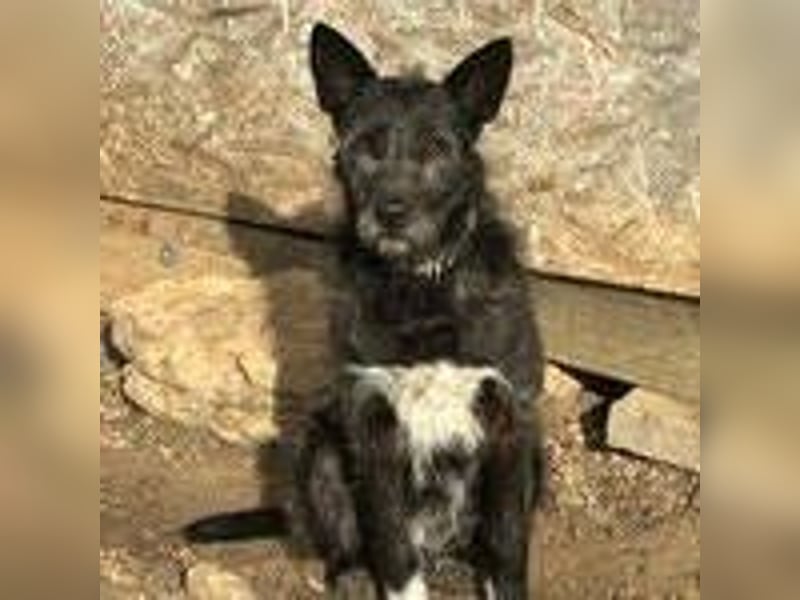 Kormi, Schnauzer Mischling, geb. 01.12.2015, ca. 45 cm, 20 kg NOTFALL