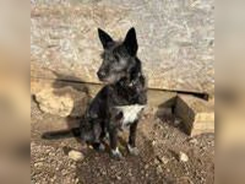 Kormi, Schnauzer Mischling, geb. 01.12.2015, ca. 45 cm, 20 kg NOTFALL