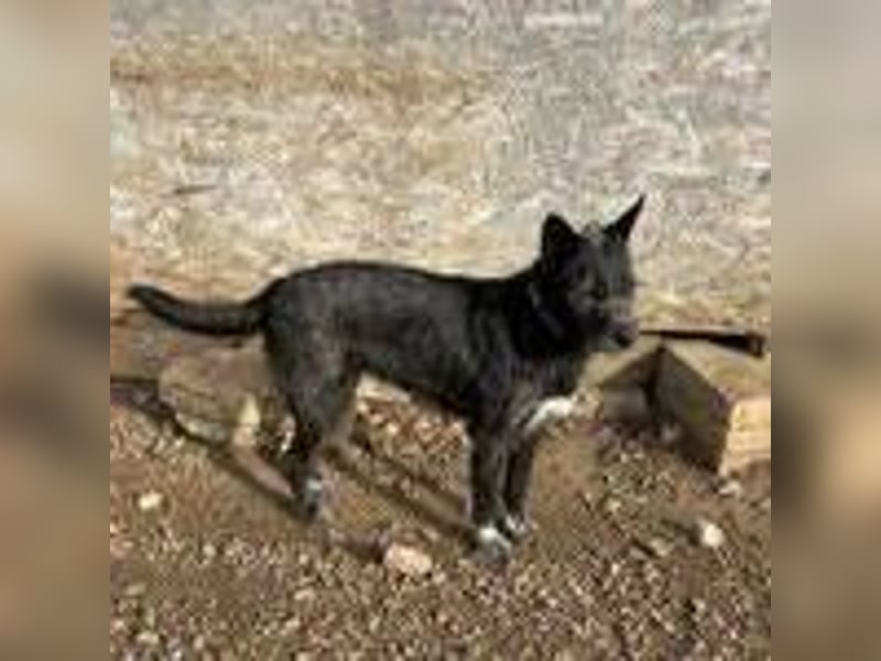 Kormi, Schnauzer Mischling, geb. 01.12.2015, ca. 45 cm, 20 kg NOTFALL