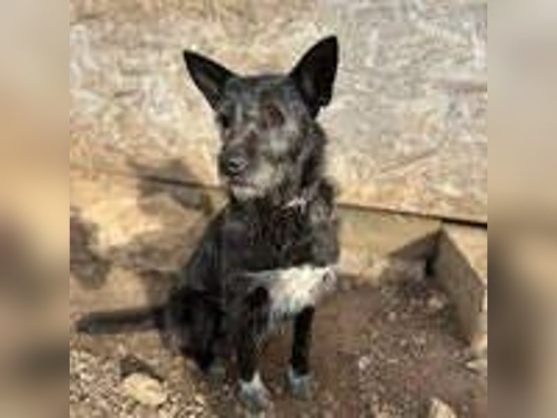 Kormi, Schnauzer Mischling, geb. 01.12.2015, ca. 45 cm, 20 kg NOTFALL