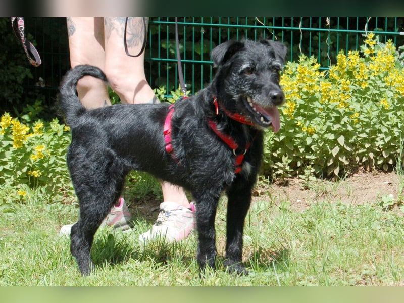 Feliciti - fröhlicher Familienhund - Tierhilfe Franken e.V.