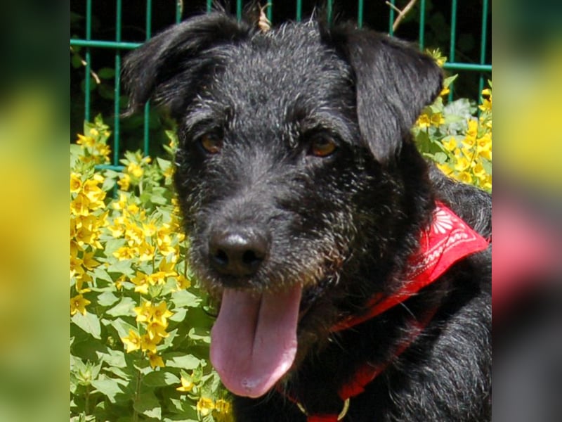 Feliciti - fröhlicher Familienhund - Tierhilfe Franken e.V.