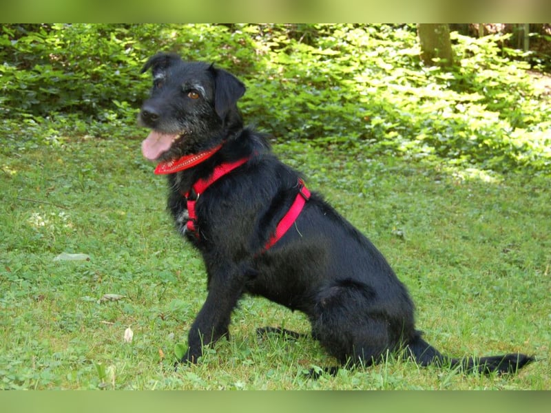 Feliciti - fröhlicher Familienhund - Tierhilfe Franken e.V.