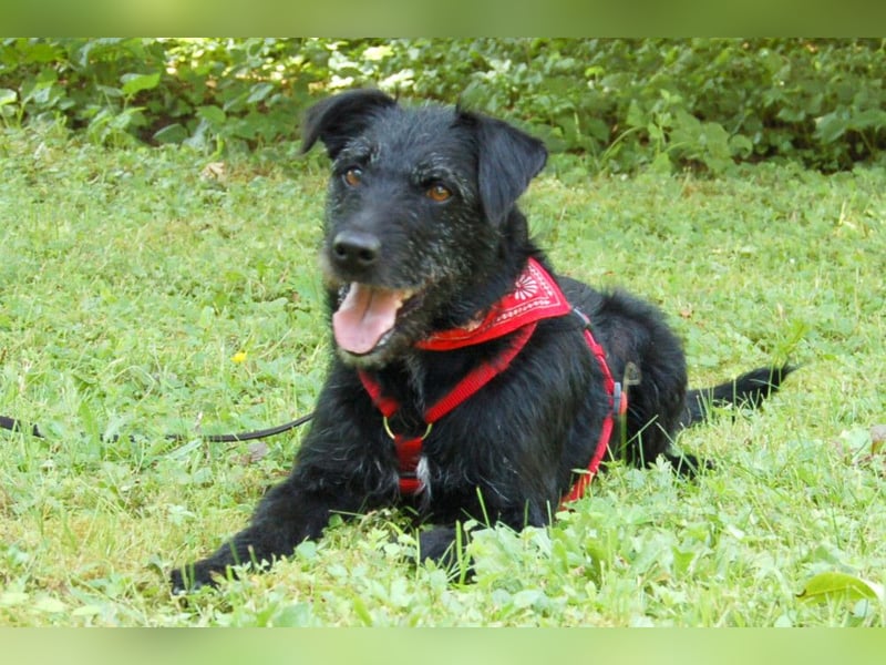 Feliciti - fröhlicher Familienhund - Tierhilfe Franken e.V.