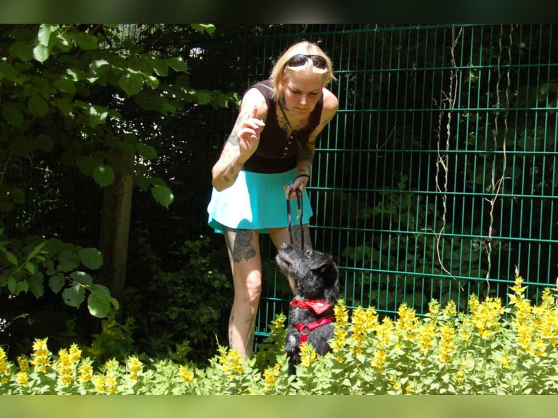 Feliciti - fröhlicher Familienhund - Tierhilfe Franken e.V.