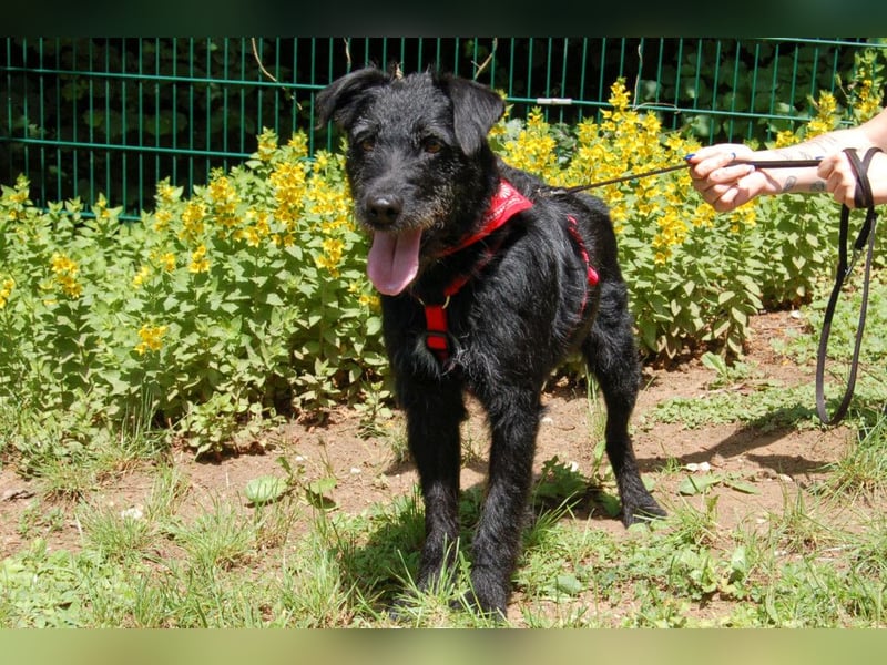 Feliciti - fröhlicher Familienhund - Tierhilfe Franken e.V.