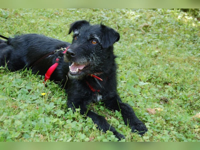 Feliciti - fröhlicher Familienhund - Tierhilfe Franken e.V.