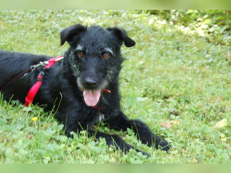 Feliciti - fröhlicher Familienhund - Tierhilfe Franken e.V.