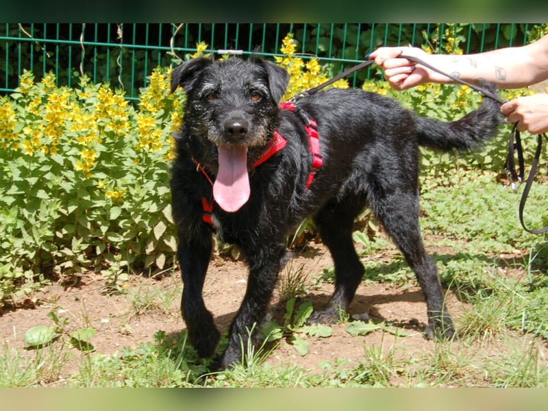 Feliciti - fröhlicher Familienhund - Tierhilfe Franken e.V.