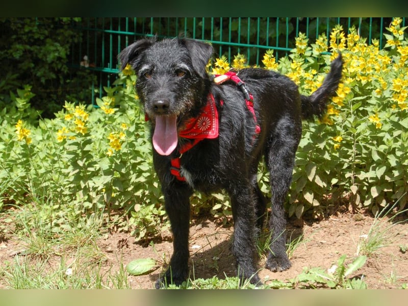 Feliciti - fröhlicher Familienhund - Tierhilfe Franken e.V.