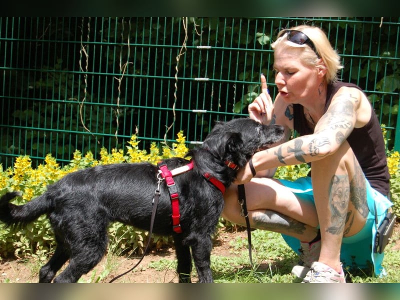 Feliciti - fröhlicher Familienhund - Tierhilfe Franken e.V.