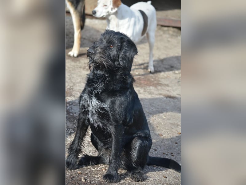 Liebe, menschenbezogene und gut verträgliche Hündin „Roxy“, selbstbewusst, loyal und aktiv