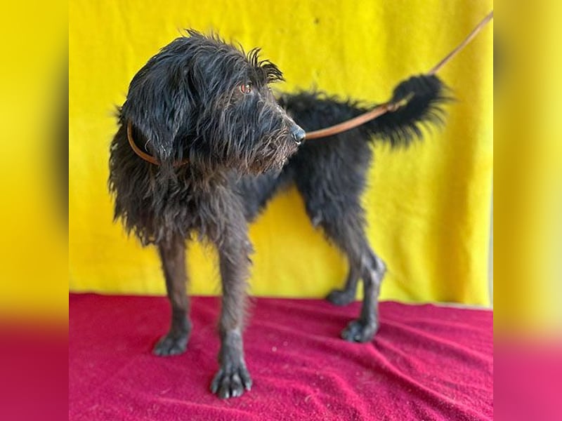 ❤️ herzallerliebste Familienhündin MAYA - 4 Jahre, 42cm/12kg - Schnauzer-Mix