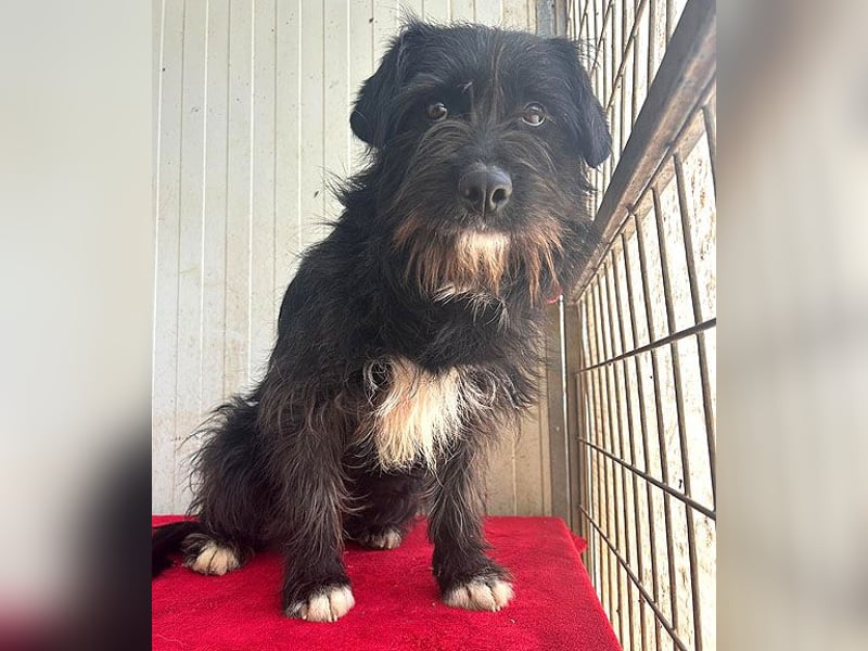 zarte Hundeseele KIMANI - 1,5 Jahre, 40cm/12kg, kl. Schnauzer-Mix