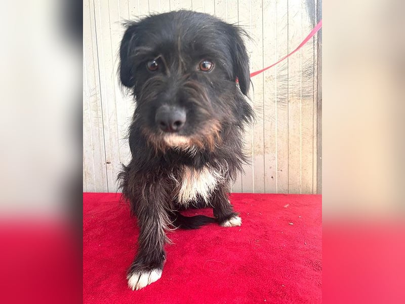 zarte Hundeseele KIMANI - 1,5 Jahre, 40cm/12kg, kl. Schnauzer-Mix
