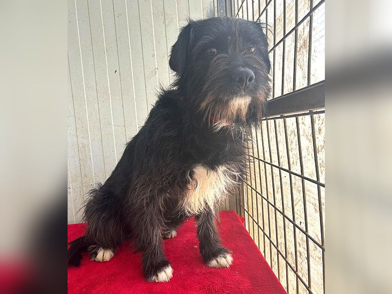 zarte Hundeseele KIMANI - 1,5 Jahre, 40cm/12kg, kl. Schnauzer-Mix