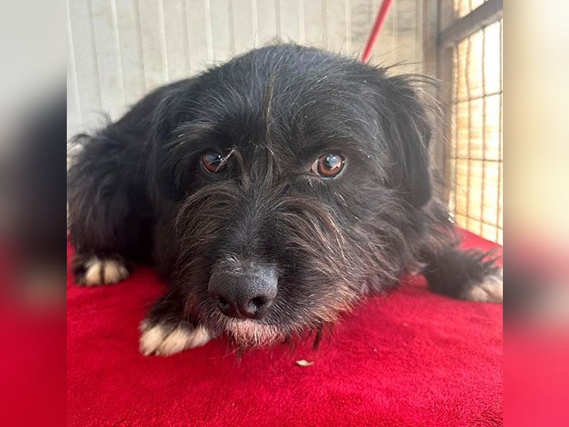 zarte Hundeseele KIMANI - 1,5 Jahre, 40cm/12kg, kl. Schnauzer-Mix