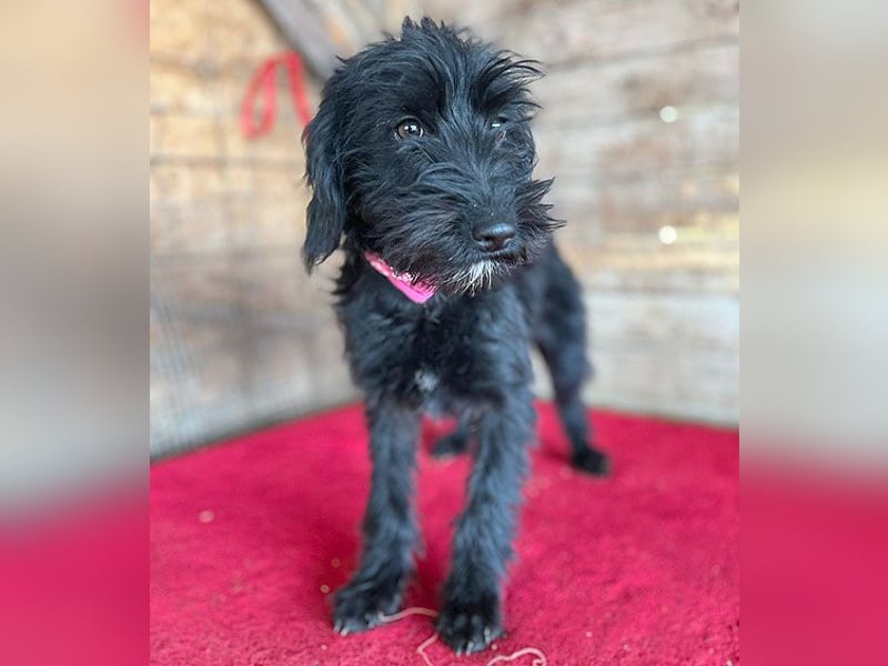 (R) ❤️ süße kleine MONTI - 6 Monate, 35cm/6kg - Schnauzer-Mix