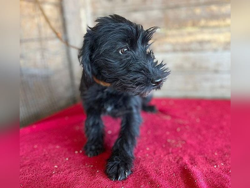(R) ❤️ süße kleine MONTI - 6 Monate, 35cm/6kg - Schnauzer-Mix