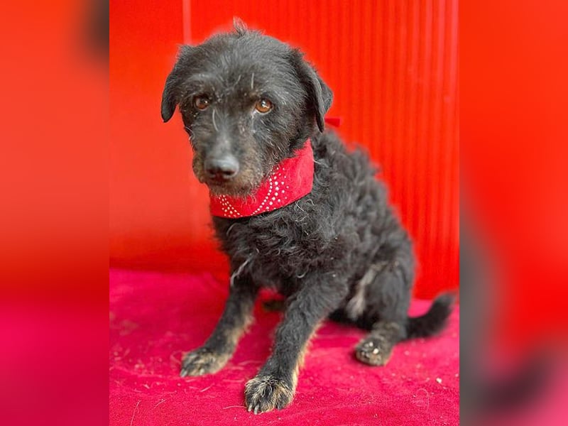zarte kleine Hundeseele BORI - 6 Jahre, 40cm/9kg - Schnauzer-Mix