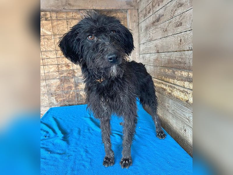 ❤️ herzallerliebste Familienhündin MAYA - 4 Jahre, 42cm/12kg - Schnauzer-Mix