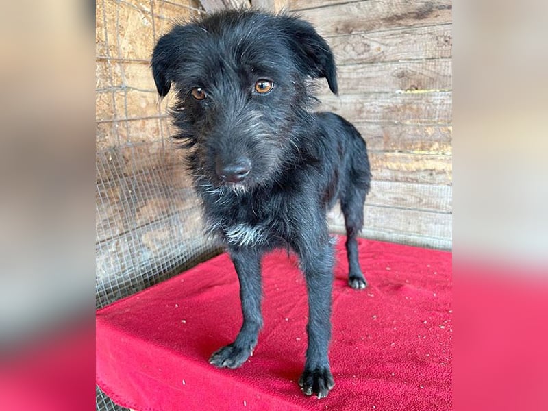 (R) ❤️ liebenswerte LUNA - 1 Jahr, 40cm/9kg - Schnauzer-Mix ❤️