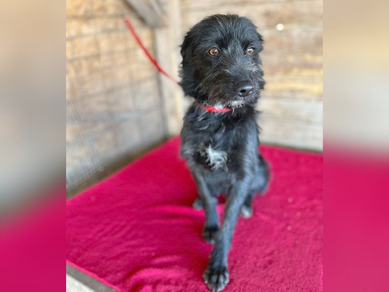 (R) ❤️ liebenswerte LUNA - 1 Jahr, 40cm/9kg - Schnauzer-Mix ❤️