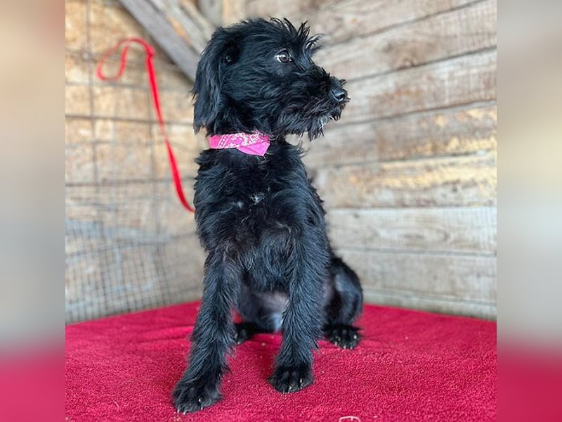 (R) ❤️ süße kleine MONTI - 6 Monate, 35cm/6kg - Schnauzer-Mix