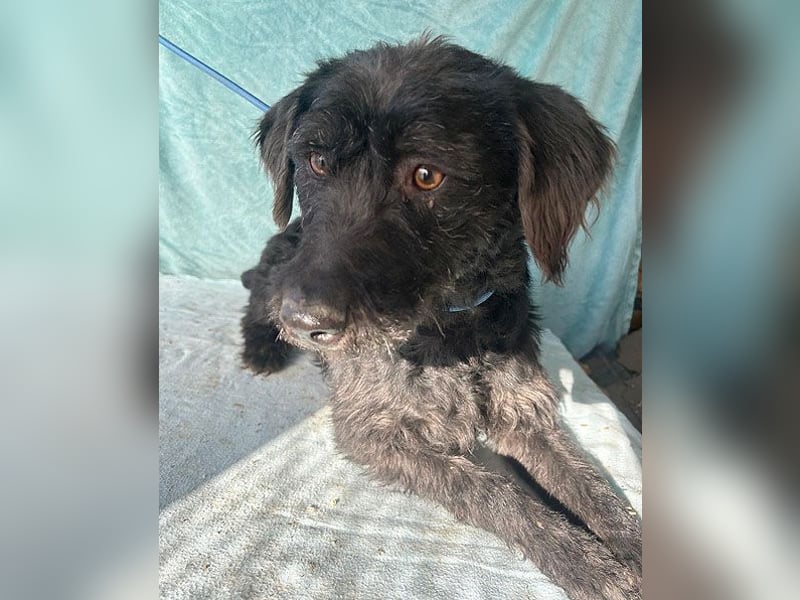 ❤️ superliebe Familienhündin PEGGY - 8 Jahre, 45cm/14kg - Schnauzer-Mix