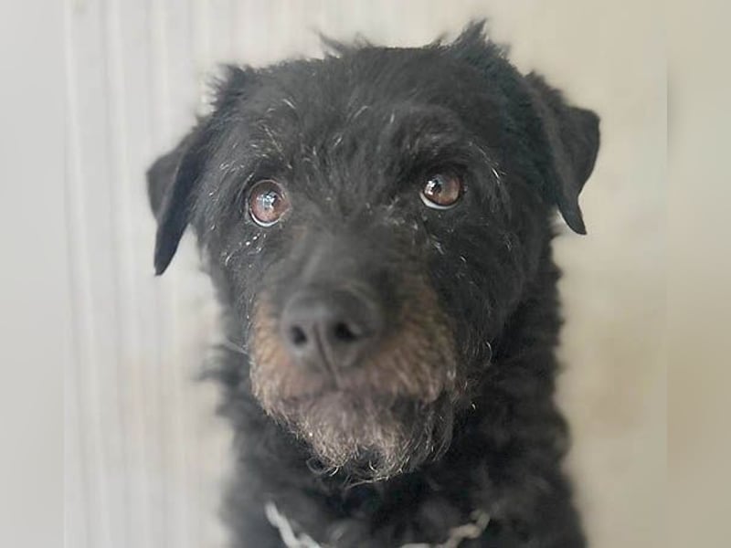 zarte kleine Hundeseele BORI - 6 Jahre, 40cm/9kg - Schnauzer-Mix