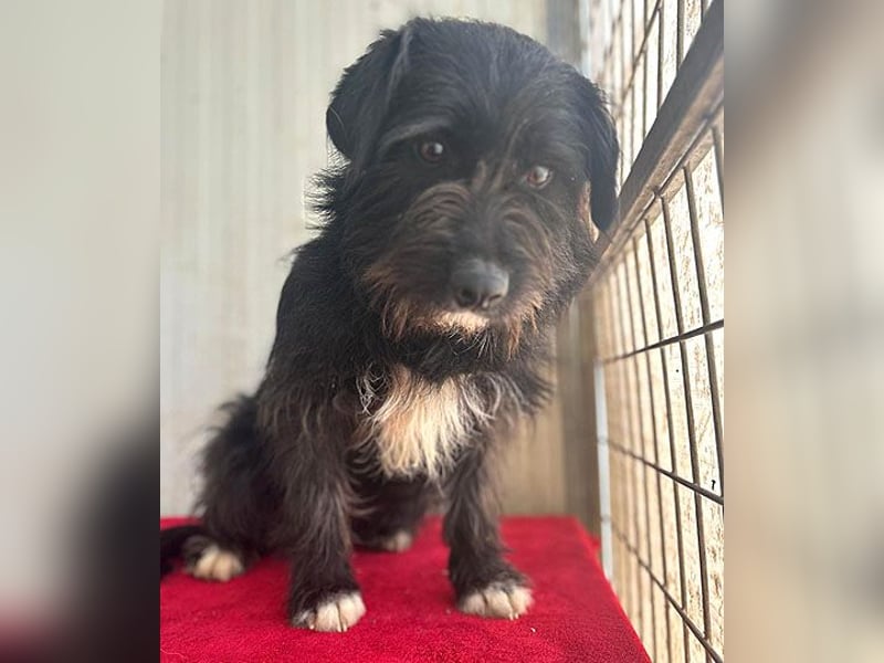 zarte Hundeseele KIMANI - 1,5 Jahre, 40cm/12kg, kl. Schnauzer-Mix