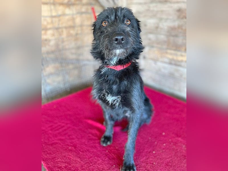(R) ❤️ liebenswerte LUNA - 1 Jahr, 40cm/9kg - Schnauzer-Mix ❤️