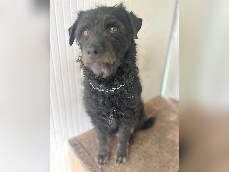 zarte kleine Hundeseele BORI - 6 Jahre, 40cm/9kg - Schnauzer-Mix