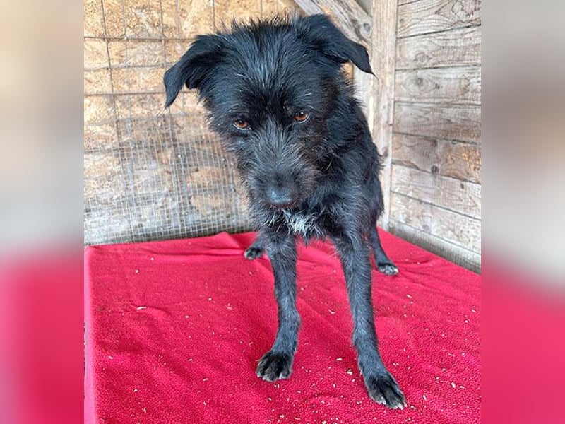 (R) ❤️ liebenswerte LUNA - 1 Jahr, 40cm/9kg - Schnauzer-Mix ❤️