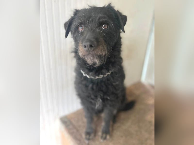 zarte kleine Hundeseele BORI - 6 Jahre, 40cm/9kg - Schnauzer-Mix
