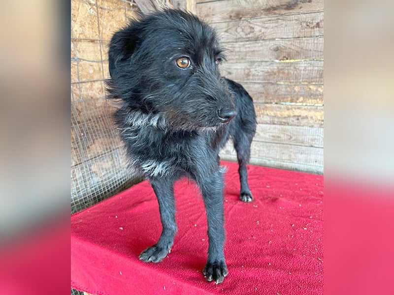 (R) ❤️ liebenswerte LUNA - 1 Jahr, 40cm/9kg - Schnauzer-Mix ❤️