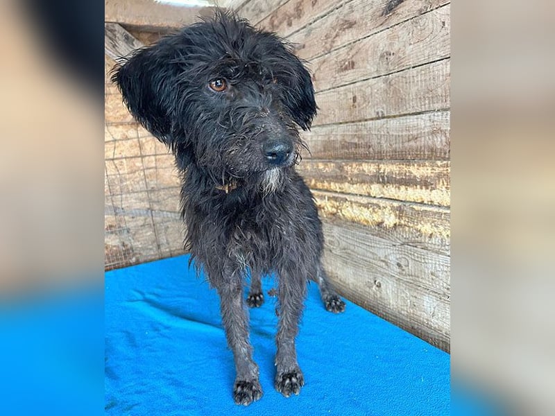 ❤️ herzallerliebste Familienhündin MAYA - 4 Jahre, 42cm/12kg - Schnauzer-Mix