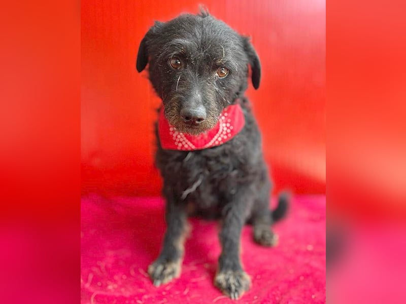 zarte kleine Hundeseele BORI - 6 Jahre, 40cm/9kg - Schnauzer-Mix