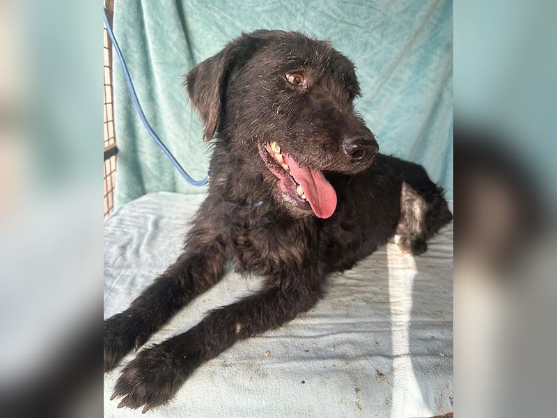 ❤️ superliebe Familienhündin PEGGY - 8 Jahre, 45cm/14kg - Schnauzer-Mix