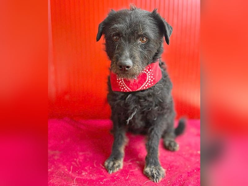 zarte kleine Hundeseele BORI - 6 Jahre, 40cm/9kg - Schnauzer-Mix