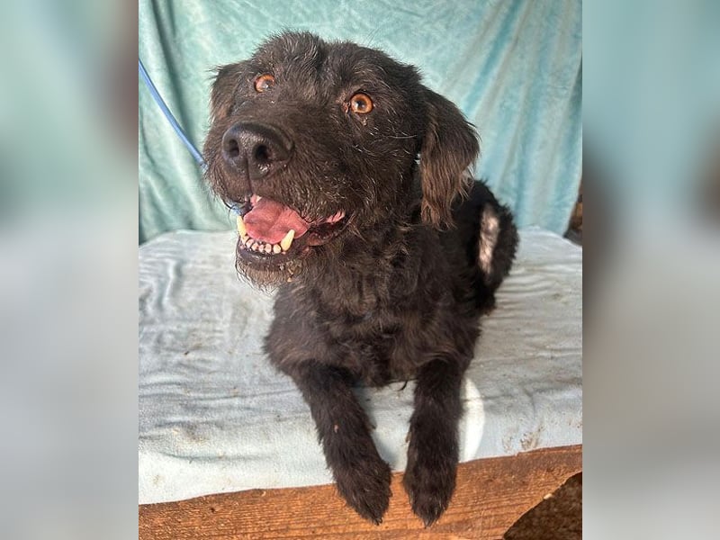 ❤️ superliebe Familienhündin PEGGY - 8 Jahre, 45cm/14kg - Schnauzer-Mix