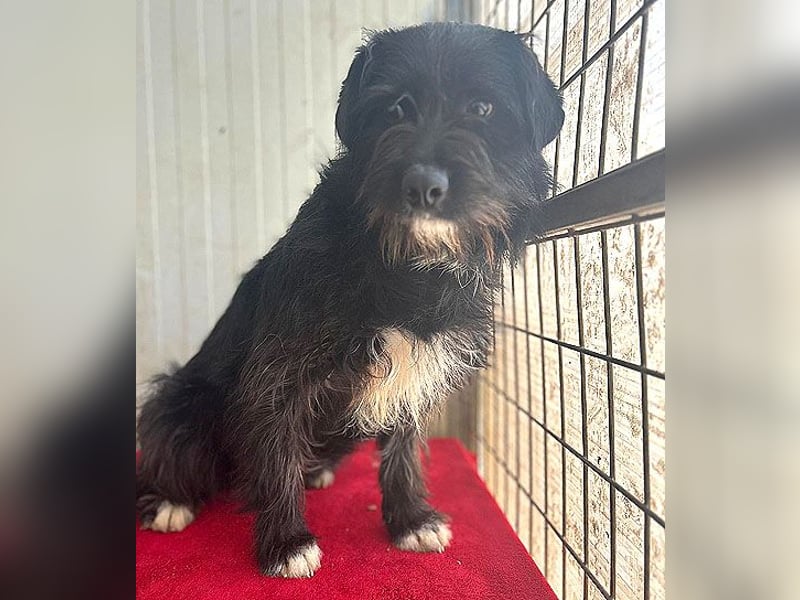 zarte Hundeseele KIMANI - 1,5 Jahre, 40cm/12kg, kl. Schnauzer-Mix